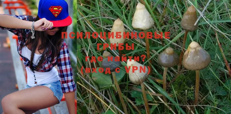 Псилоцибиновые грибы Psilocybe  Киреевск 